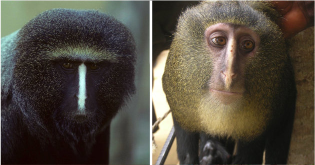 Undated images released by the Public Library of Science and available Thursday Sept 13 2012 show a captive adult male Cercopithecus hamlyni, left, and an adult male Cercopithecus lomamiensis, right. Researchers have identified a new species of African monkey, locally known as the Lesula, right, described in the Sep. 12 issue of the open access journal PLOS ONE. This is only the second new species of African monkey discovered in the last 28 years. The monkey bears a resemblance to the owl faced monkey, left, but its coloration was unlike that of any other known species. (AP Photo/ Public Library of Science, Noel Rowe (left) and Maurice Emetshu, right)