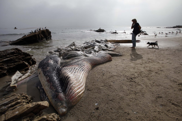 Rotting whale in Malibu likely left to nature - Yahoo! News