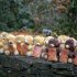 Teddy bears, each representing a victim of the Sandy Hook Elementary School shooting, sit on a wall at a sidewalk memorial, Sunday, Dec. 16, 2012, in Newtown, Conn. A gunman walked into Sandy Hook Elementary School in Newtown Friday and opened fire, killing 26 people, including 20 children. (AP Photo/David Goldman)