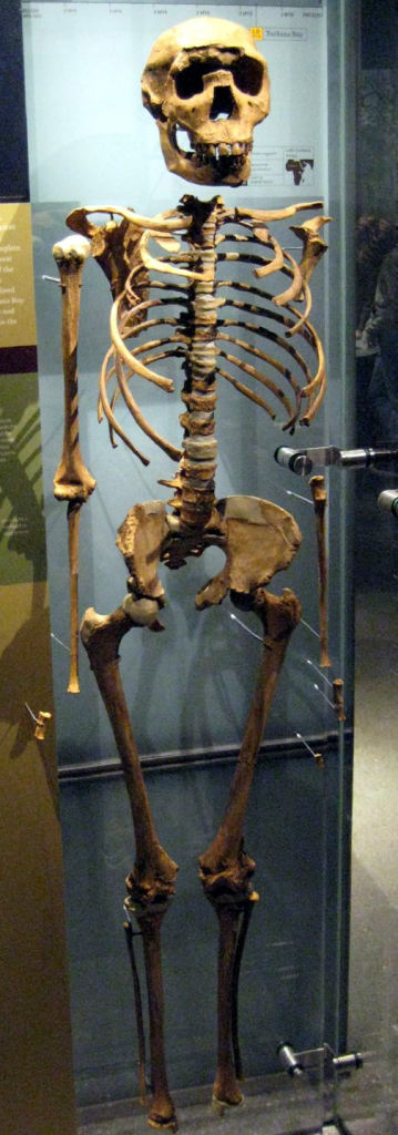 Turkana-Boy-skeleton.jpg1363711350