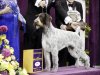 Oakley, a German wirehaired pointer and winner of the Sporting group, is posed for photographs during the 137th Westminster Kennel Club dog show, Tuesday, Feb. 12, 2013, at Madison Square Garden in New York. (AP Photo/Frank Franklin II)