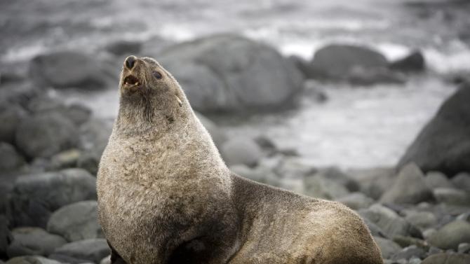 Fur seals breed almost exclusively on Guadalupe Island, off the Mexican coast, and little is known about the species