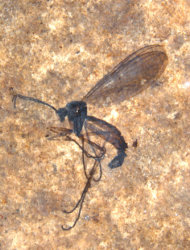 fossil-fly-130221.jpg1361489947