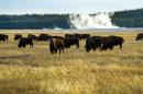 A small portion of the Yellowstone buffalo herd graze in the early evening of October 8, 2012 in Yellowstone National Park in Wyoming