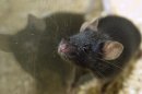 Zoloft Treats Fungal Infections Too; Blind Mice See the Light