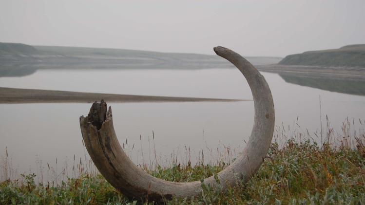 Handout of a mammoth tusk extracted from ice complex deposits along the Logata River in Taimyr, Russia