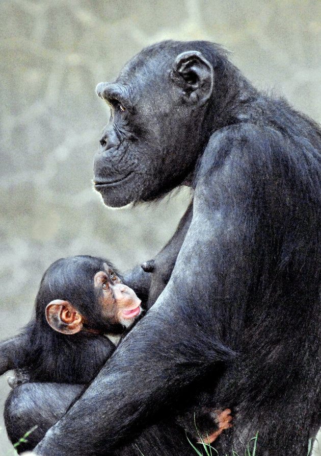 cucciolo-scimpanze-jpg_112023.jpg