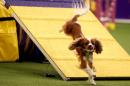 A Cavalier King Charles Spaniel competes in the Masters Agility Championship Finals competition during the 141st Westminster Kennel Club Dog Show in New York