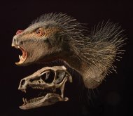 This is a Heterodontosaurus flesh model and skull. Skin, scales and quills are added to a cast of the skull of Heterodontosaurus, the best known heterodontosaurid from South Africa.