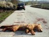 Νεογέννητο αρκουδάκι θύμα τροχαίου στην Καστοριά