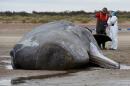 Rob Deaville from London Zoo looks at the carcass of a Sperm whale on the beach in Hunstanton