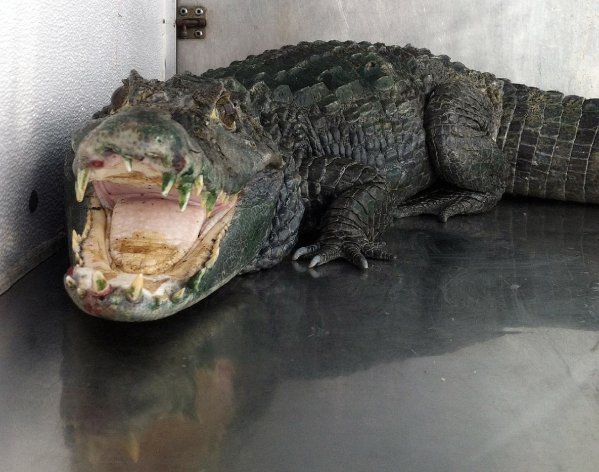 In this photo released by the Alameda County Sheriffs office, an alligator named "Mr. Teeth" is seen after it was discovered in a home in Castro Valley, Calif., on Wednesday, Jan. 9, 2013. Authorities say the alligator, apparently used to protect a stash of marijuana inside the home, has been taken to a zoo. When deputies entered Assif Mayar's home on Wednesday for a probation check, they found 34 pounds of marijuana and the five-foot alligator in a tank in the bedroom. (AP Photo/Alameda County Sheriffs)