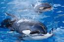 Southern Resident killer whales were given endangered species protection by the US government a decade ago, but this protected status did not apply to all orcas or to those in captivity