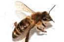 'Zombie' Bees Surface in the Northeast