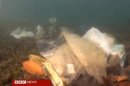 Garbage on the bottom of Sydney Harbor (BBC)