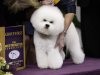 Honor, a Bichon Frise, and winner of the non-sporting group, is held by handler Lisa Bettis during the Westminster Kennel Club dog show Monday, Feb. 11, 2013, at Madison Square Garden in New York.(AP Photo/Frank Franklin II)