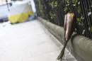 Flowers are left near the scene of a knife attack in Russell Square in London