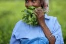 A tea garden worker holds a bunch of plucked tea leaves inside Aideobarie Tea Estate in Jorhat in Assam, India