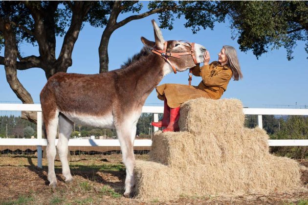 Oklahoma Sam, recognised as the Tallest Donkey (61 inches (155.45 cm) from hoof to withers).