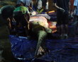  بالصور: "كاسيوس" أكبر تمساح في العالم 161588552-jpg_180650