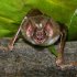 Vampire Bat Bites Help Shield Peruvians from Rabies