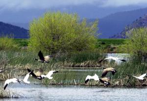 FILE - In this May 9 2005, file photo, shows snow geese&nbsp;&hellip;