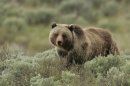 Wolves in Yellowstone Help Grizzly Bears Fatten Up