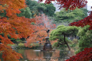 冬天已至 東京仍可賞楓