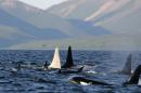 Toxic chemicals known by the acronym PCBs are poisoning killer whales in European waters, and in some cases severely impeding their ability to reproduce, researchers reported