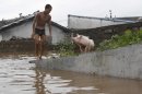 A man stands in the ground near a flooded area with stranded hogs in Anju City, South Phyongan Province, North Korea Monday, July 30, 2012. More heavy rain has pounded North Korea, flooding buildings and farmland and forcing stranded people and their livestock to take shelters atop rooftops. (AP Photo/Kim Kwang Hyon)