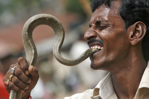 A snake charmer puts the head of a snake into his mouth as he performs at a roadside to earn his livelihood on the outskirts of Agartala