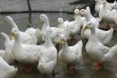 Avian influenza poses a health threat to humans, who can become sickened by handling infected poultry