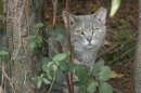 A feral cat looks out from the underbrush in this undated handout photo