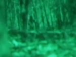 New video purports to reveal Bigfoot