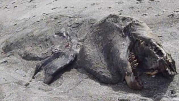 Hideous Sea Monster Corpse Washes Ashore in New Zealand