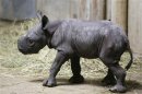 An Eastern black rhinoceros calf seen at the Lincoln Park Zoo in Chicago