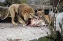 The carcass of Marius, a male giraffe, is eaten by lions after he was put down in Copenhagen Zoo on Sunday, Feb. 9, 2014. Copenhagen Zoo turned down offers from other zoos and 500,000 euros ($680,000) from a private individual to save the life of a healthy giraffe before killing and slaughtering it Sunday to follow inbreeding recommendations made by a European association. The 2-year-old male giraffe, named Marius, was put down using a bolt pistol and its meat will be fed to carnivores at the zoo, spokesman Tobias Stenbaek Bro said. Visitors, including children, were invited to watch while the giraffe was dissected. (AP Photo/POLFOTO, Rasmus Flindt Pedersen) DENMARK OUT
