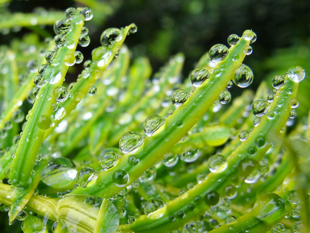 Water droplets on garden yew plant after rain