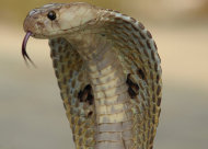 An Indian Spectacled Cobra.