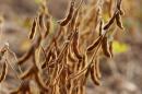 Soybeans grow in a field at a farm in Freimersheim, Germany, on September 26, 2013