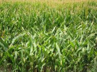 Agencia Europea de Seguridad Alimentaria no halla motivo científico para prohibir el maíz MON810 en Francia,según Antama