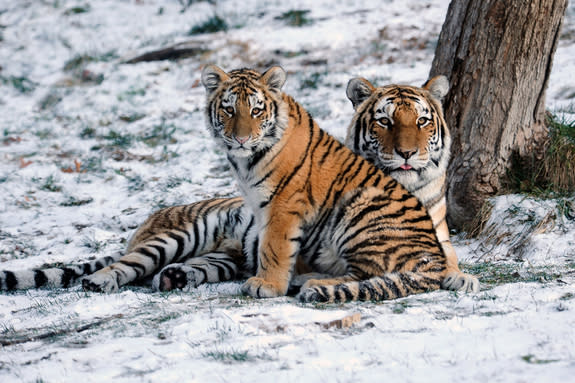 Elusive Siberian Tigers Captured in Brilliant Images (Photos)