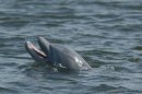 Rogue Dolphin, Alone After Katrina, Menaces Lake Area