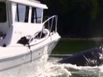 Whale nearly steals big fishing boat