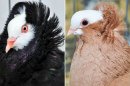How Rock Pigeons Got Their Mullets