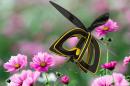 This pollinating bee drone shows the powers of these endangered creatures