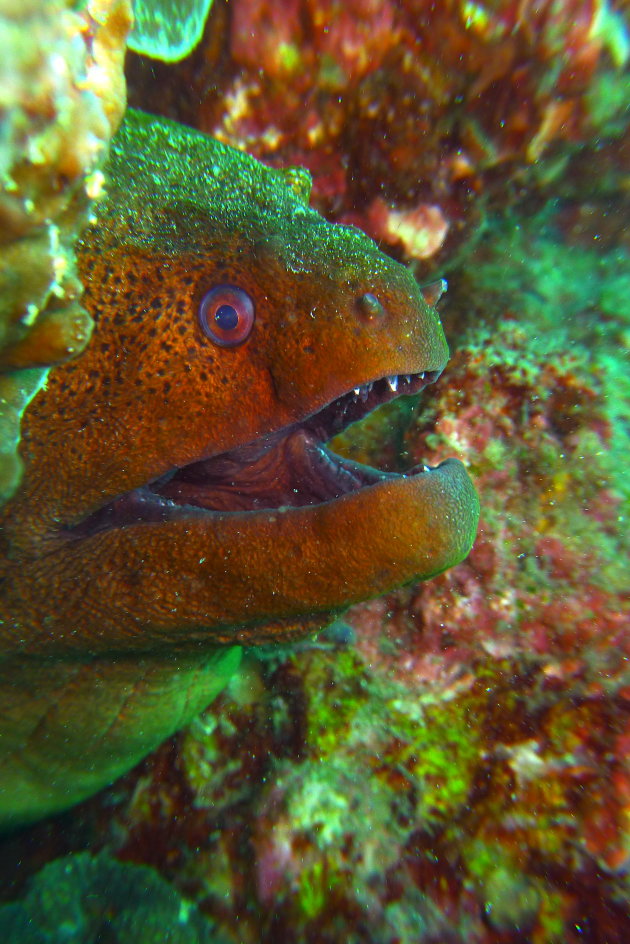 Not too far away from the white-eyed moray eel was the giant moray eel. They are known to be blind and prey on victims using their other senses.
