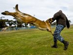 U.S. Navy Master-at-Arms Seaman Apprentice Randy Tallman participates in a controlled aggression exercise with a military working dog at Naval Air Station North Island California