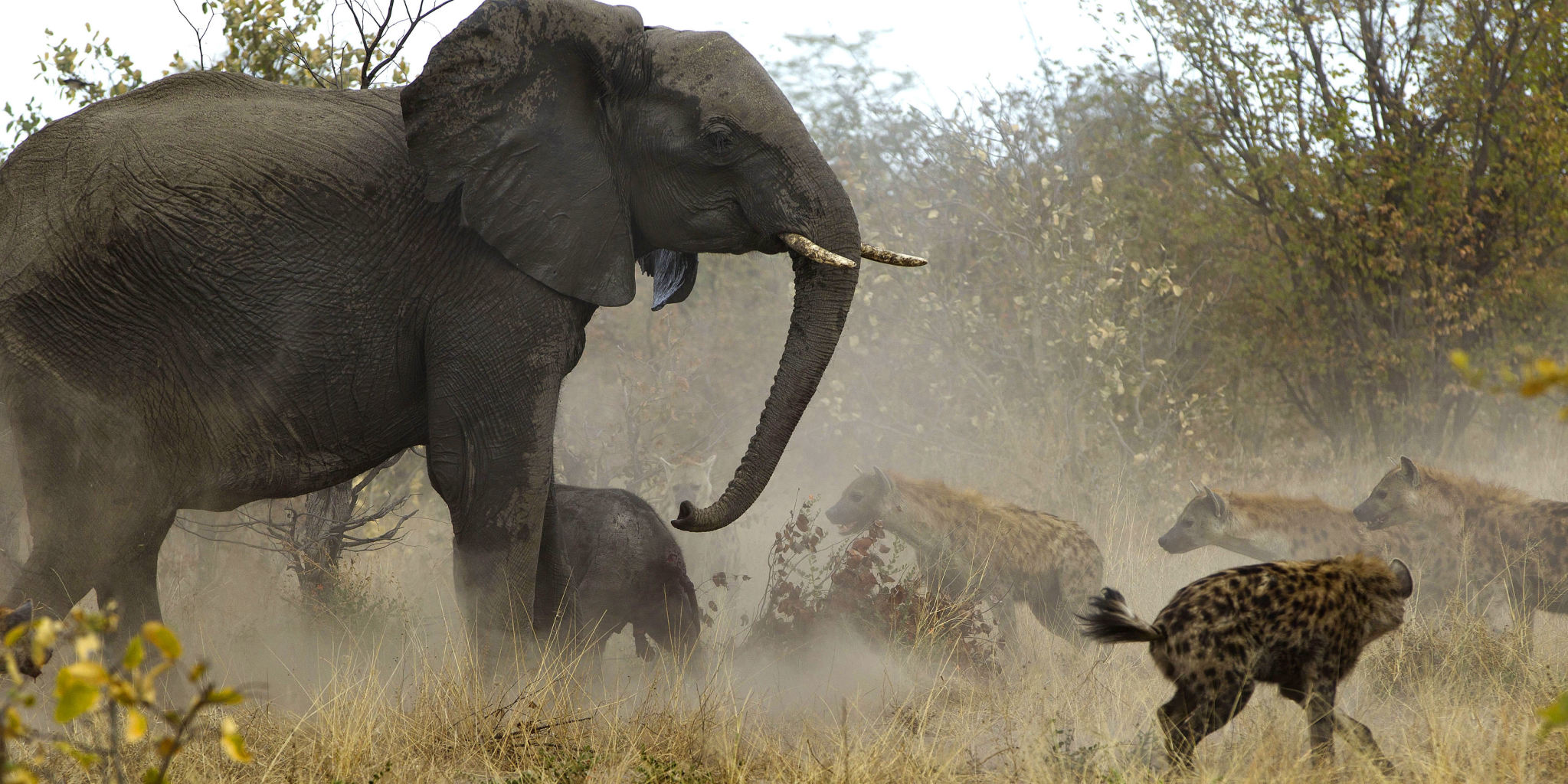 تصاویری نادر از دفاع فیل از فرزندش در مقابل کفتار ها.جندی شاپور البرز