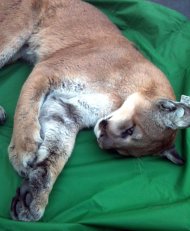 In this photo released by the Reno Police Department on Friday Aug. 24,2012 showing a tranquilized mountain lion that wandered into a downtown Reno entertainment plaza and hid under a stage. Officials planned to tag the animal and check its health before releasing it back into the wild. (AP Photo/Reno Police Department)